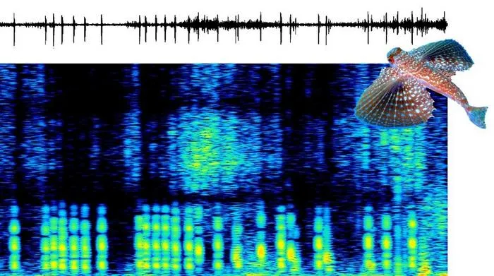 Acoustic activity in Dactylopterus volitans
