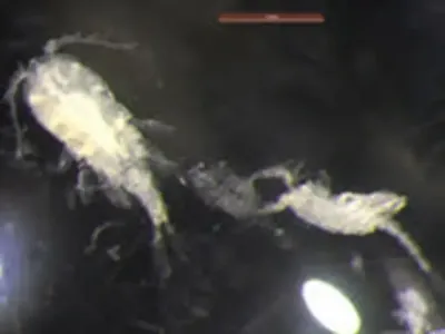 Copepods