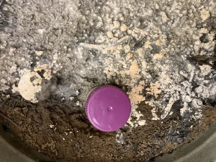 Pyronema culture
