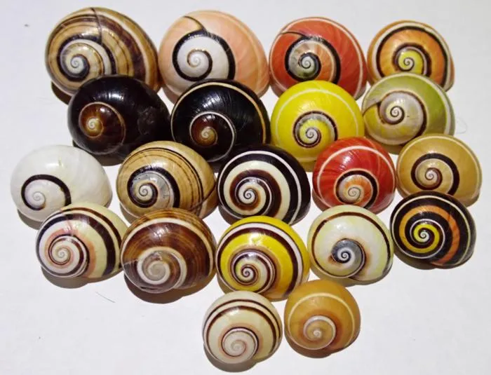 Colorful snails