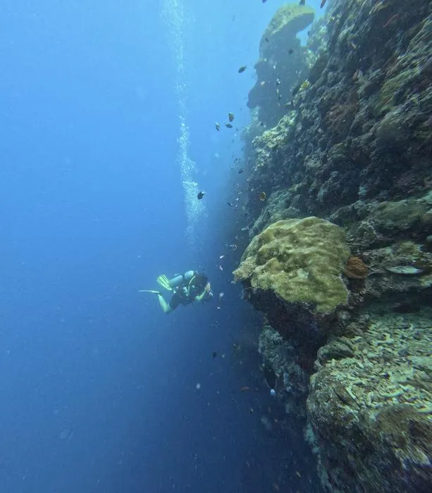 Underwater view in a Malaysian coral reef with Duda searching for zoantharian species.