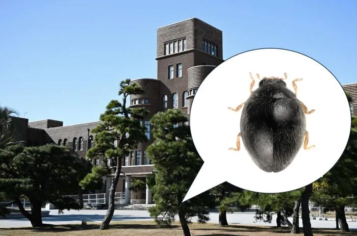 A new species of ladybird beetle discovered on a Japanese black pine at Kyushu University’s Hakozaki Satellite