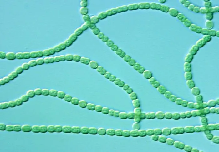 Filamentous Cyanobacteria: A Natural Source of Bioactive Compounds