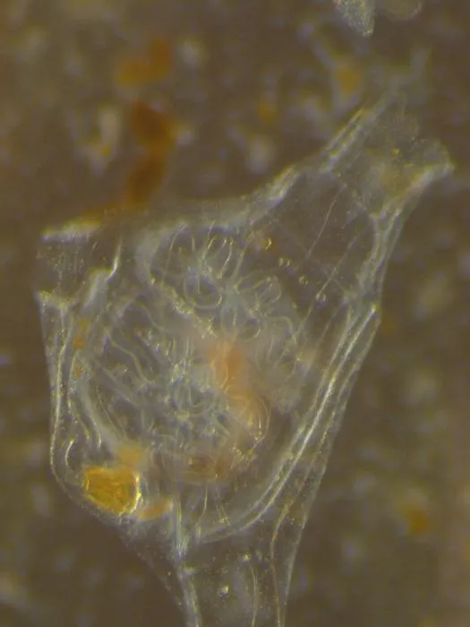 Juvenile Ciona Seasquirt