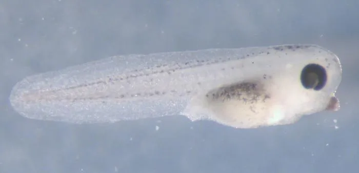 Xenopus Tadpole