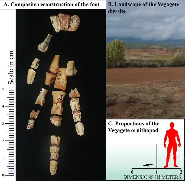 Foot skeleton, location and size indication of Foskeia pelendonum