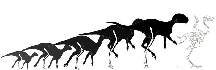 Growth trajectory of Foskeia pelendonum, compared to an adult chicken