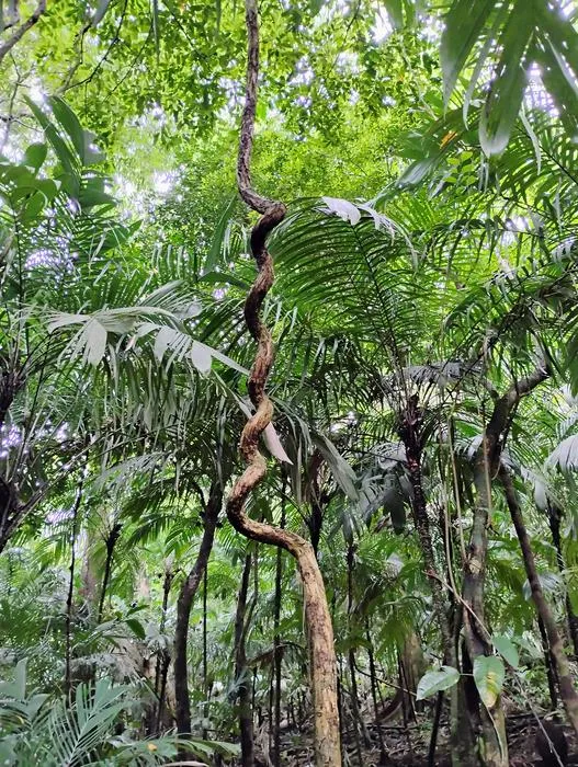 A climbing vine