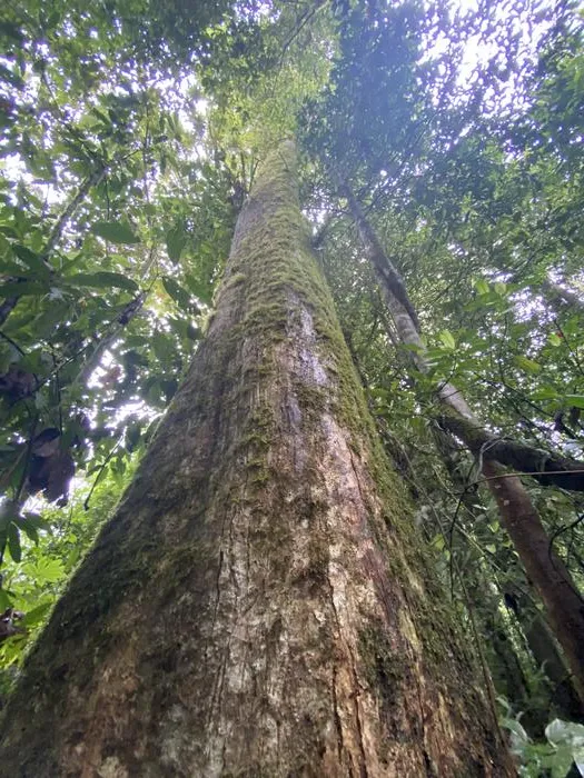 Quercus insignis