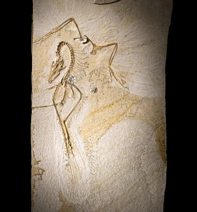 Fossil slab