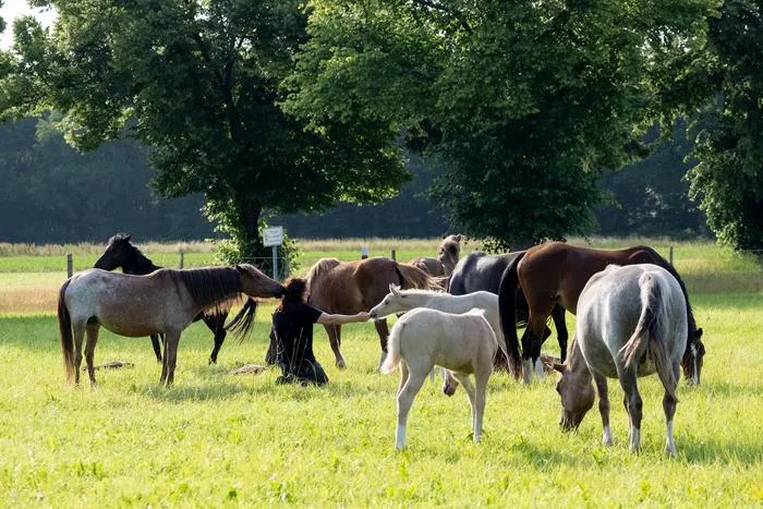 Horses in a field with an animal caretaker