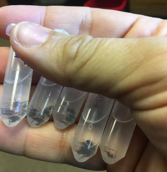 tick-vials-from-dragging-CreditPesapane