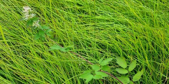 Thalictrum flavum