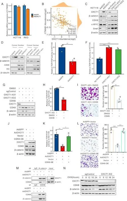 Overexpression of OXCT1 inhibited colon cancer metastasis by regulating the CDK8-β-catenin axis