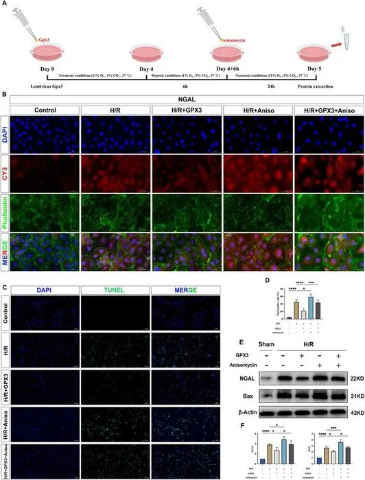 Anisomycin reverses the protective effect of selenoprotein GPX3.