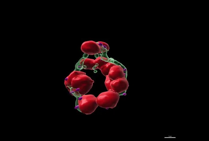 The Crown morphology in malaria parasites is crucial for accurate cell division