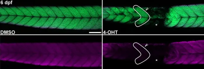 "Atrofish" Mimics Sarcopenia