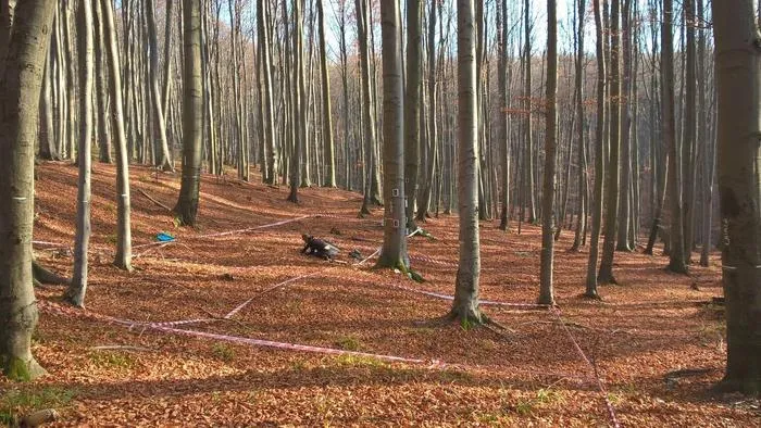 The data on methane uptake comes from soils in beech and spruce forests, like the typical Central European beech forest shown here.