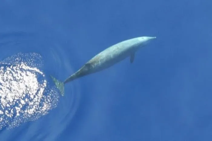 New acoustic study reveals deep-diving behavior of elusive beaked whales