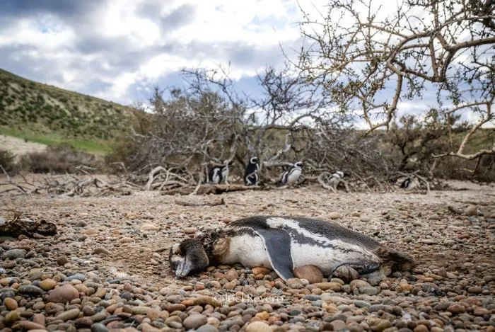 Dead Magellanic penguin
