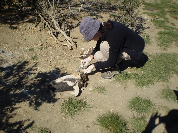 Fieldwork, penguin and puma study