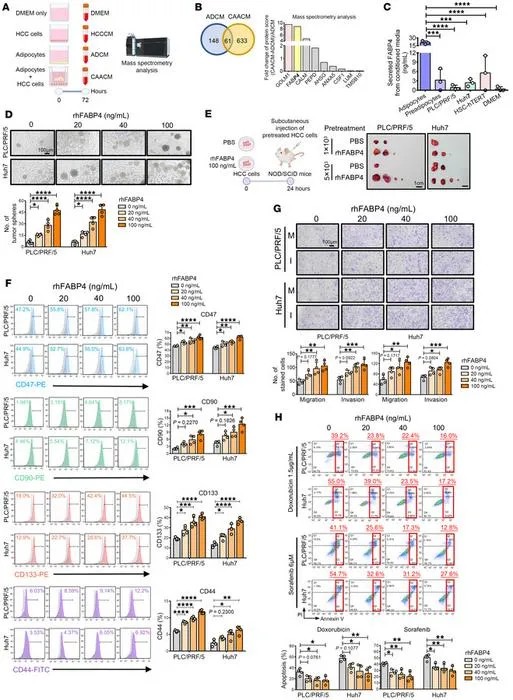 PolyU develops novel antibody targeting fat cell protein, offering new approach to treating metabolism-related liver cancer