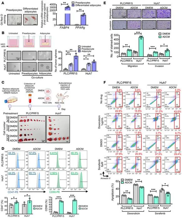 PolyU develops novel antibody targeting fat cell protein, offering new approach to treating metabolism-related liver cancer