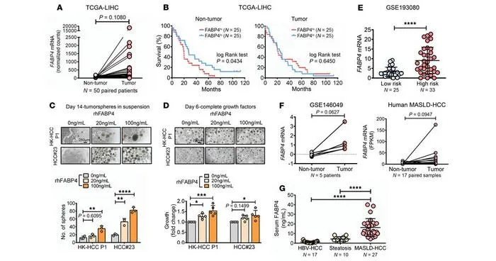 PolyU develops novel antibody targeting fat cell protein, offering new approach to treating metabolism-related liver cancer