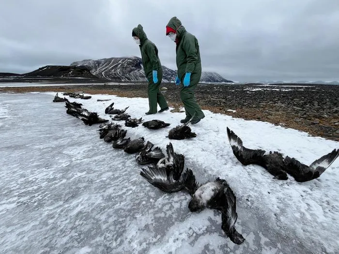 Researchers with skua carcasses in Antarctica