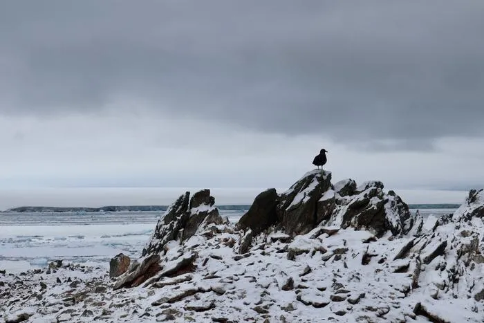 Skua silhouette on cliff
