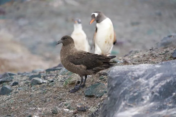 Skuas and gentoo penguins