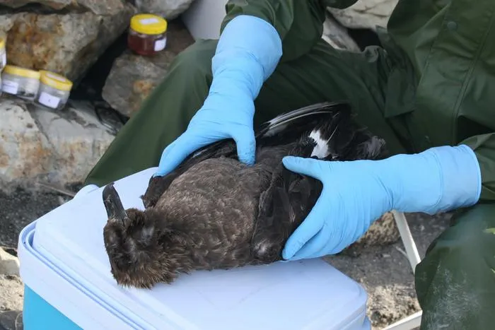 Skua autopsy