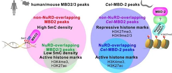 Dual binding patterns of MBD proteins in mammals and in C. elegans