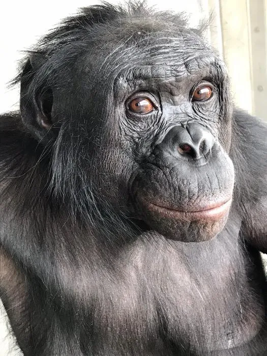 Apes Share Human Ability to Imagine /PHOTO 1