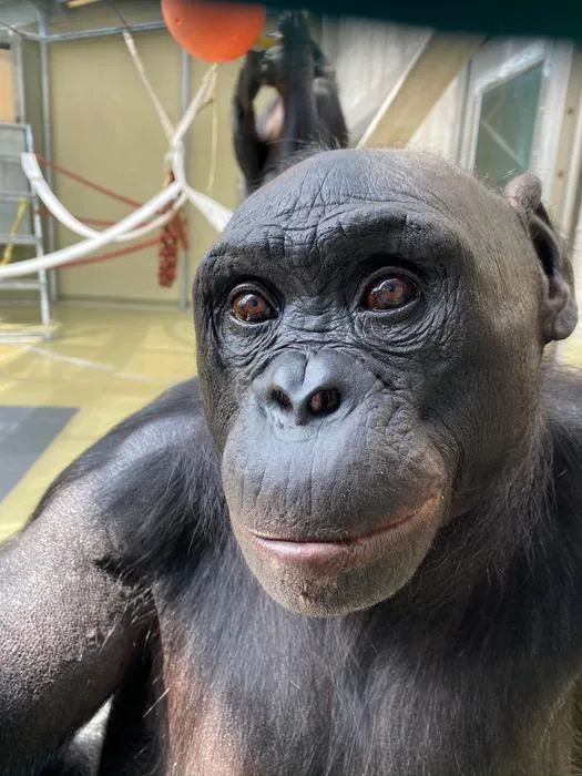 Apes Share Human Ability to Imagine /PHOTO 3