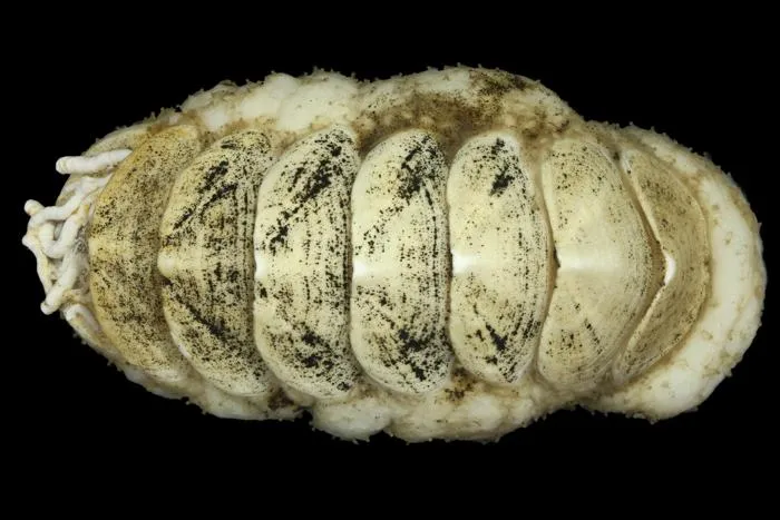 Habitus of the newly found deep-sea chiton Ferreiraella populi
