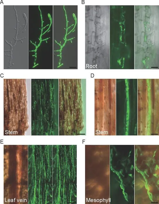 Fig. 5. Infection process of GFP-labeled Fusarium cugenangens