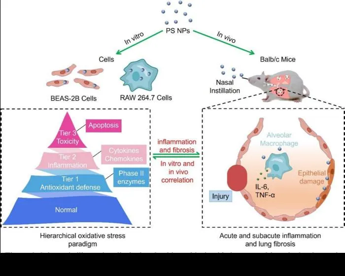 Figure 1. Schematic illustration displaying that hierarchical oxidative stress drive the in-vitro and in-vivo pulmonary toxicological effects of PS NPs.