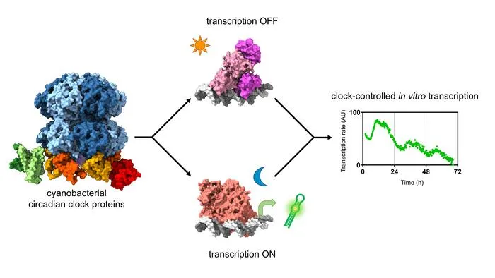Transcription control
