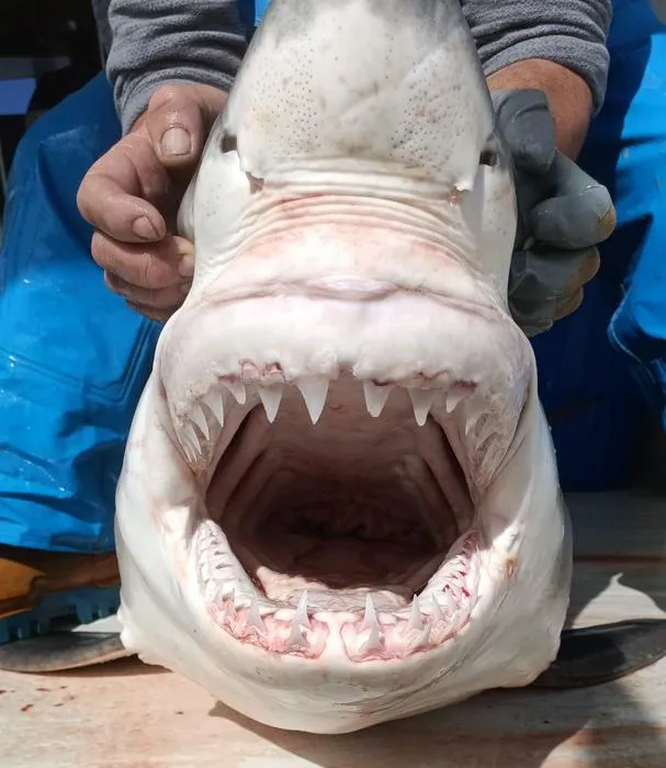 Close up of the juvenile great white shark.