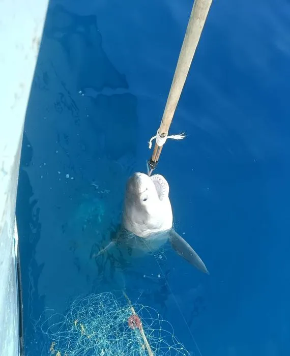 The accidentally caught juvenile great white shark