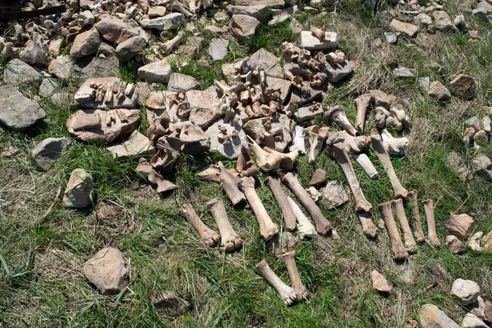 Bison bones at site