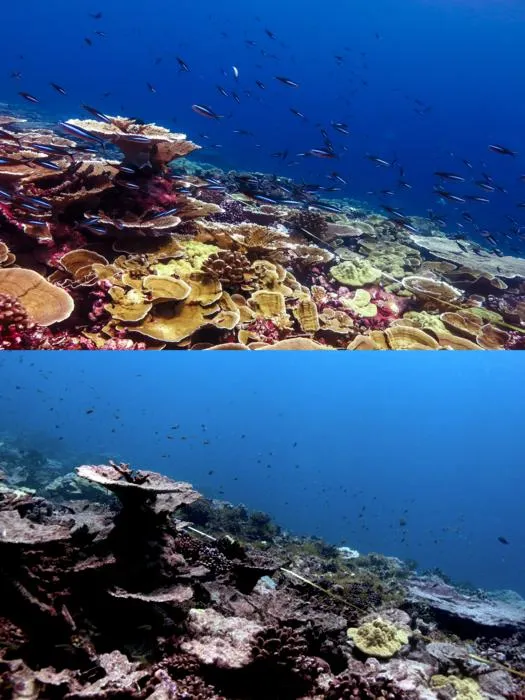 Coral health before and after heat stress
