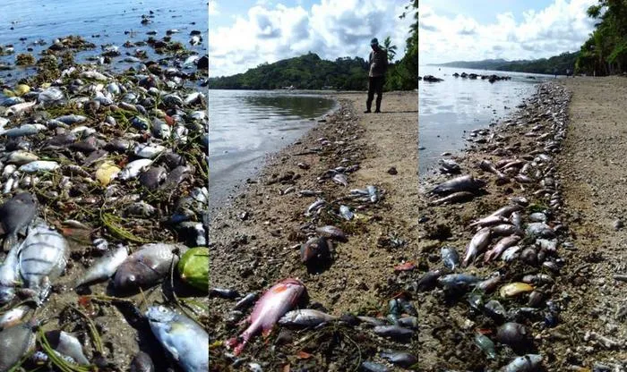 Heatwave's Impact on Fish on Fiji’s Coral Coast
