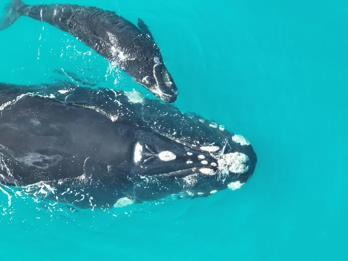 Southern Right Whales