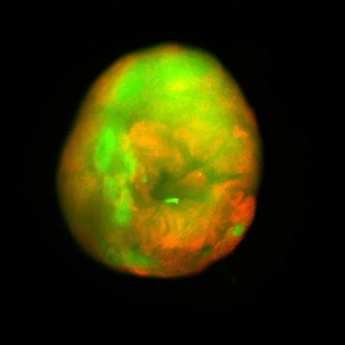 Contusion model