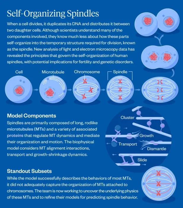 Spindles Graphic