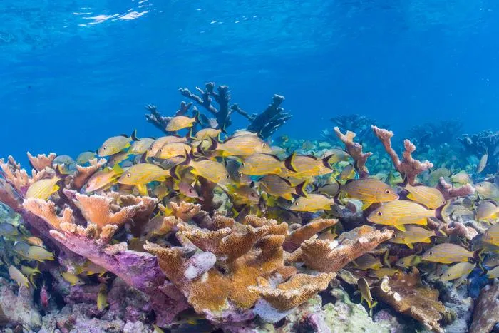 Elkhorn coral and school of blue-striped grunts