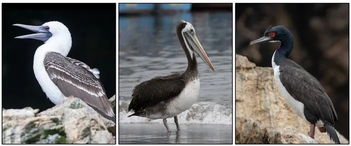 Primary guano-producing bird species