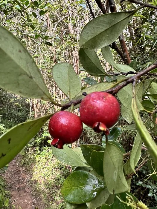 Strawberry guava fruit